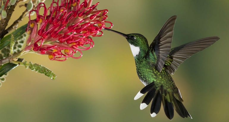 Google Hummming Bird-Brightlines Translation